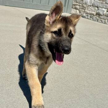 Mixed Breed Dogs Available for Adoption - Max | PetCurious