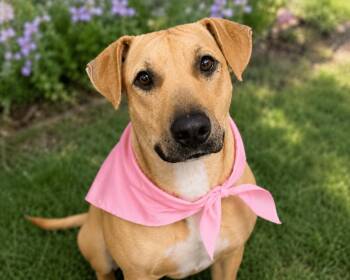 Yellow Labrador Retriever Dogs Available for Adoption in Brookeville, Maryland - Julie | PetCurious