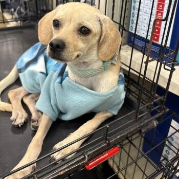 Rescue Beagle and Chihuahua Dogs for Adoption in Brookeville, Maryland - Princess Precious | PetCurious