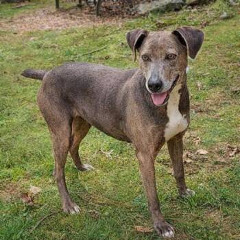Reba -  Mountain Cur and Mixed Breed Dog for Adoption in Dahlonega, Georgia - Reba | PetCurious