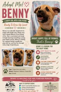 Benny -  Shepherd Dog for Adoption in Frazier Park, California - Benny | PetCurious