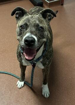 Rescue Pit Bull Terrier Dogs for Adoption in Oakland, California - Nena | PetCurious