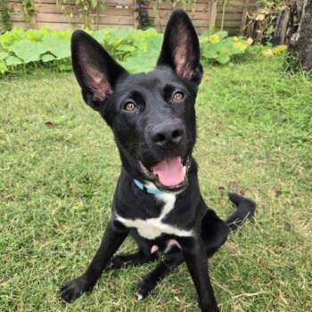 Rescue Labrador Retriever and German Shepherd Dog Dogs for Adoption in Houston, Texas - Moses | PetCurious