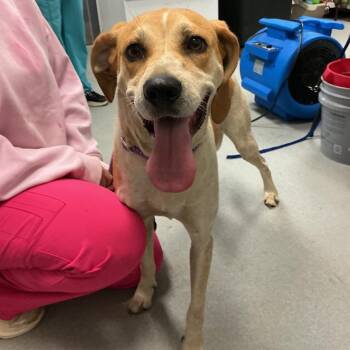 Butters -  Hound Dog for Adoption in Spruce Pine, North Carolina - Butters | PetCurious