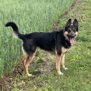 German Shepherd Dog Dogs Available for Adoption in New Ringgold, Pennsylvania - Luna (26-214) | PetCurious
