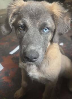 Franky -  German Shepherd Dog Dog for Adoption in Kiowa, Oklahoma - Franky | PetCurious