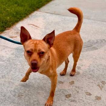 Peanut - Chino Hills Location -  Terrier and Chihuahua Dog for Adoption in Chino Hills, California - Peanut - Chino Hills Location | PetCurious