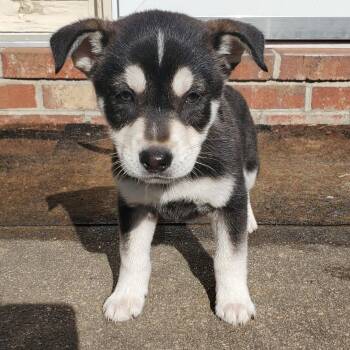 Mixed Breed Dogs Available for Adoption in Fredericksburg, Virginia - Spiderland | PetCurious