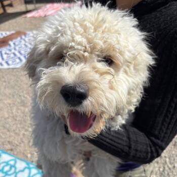 Pudding -  Poodle Dog for Adoption in Sonoma, California - Pudding | PetCurious