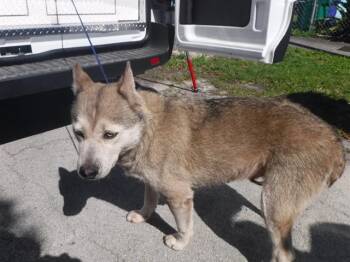 Siberian Husky Dogs Available for Adoption in Doral, Florida - PEG | PetCurious