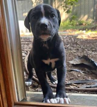 Calcium -  Mixed Breed Dog for Adoption in Hobart, Indiana - Calcium | PetCurious
