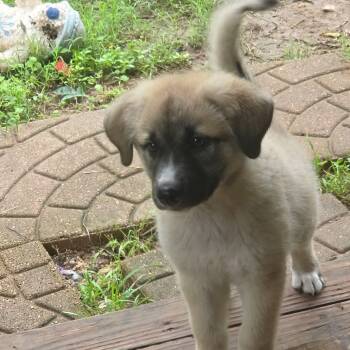 Great Pyrenees and German Shepherd Dog Dogs Available for Adoption in Warren, Rhode Island - Molly | PetCurious