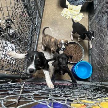 Scout -  Hound and Mixed Breed Dog for Adoption in Rochester, Minnesota - Scout | PetCurious