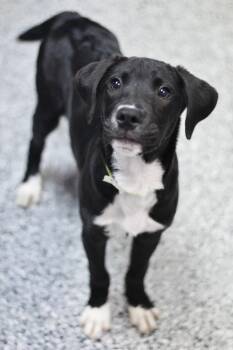 Amelia in NH. Come Meet our Adoptable Dogs Wednesday-Saturday. M -  Black Labrador Retriever Dog for Adoption in Manchester, New Hampshire - Amelia In NH. Come Meet Our Adoptable Dogs Wednesday-Saturday. M | PetCurious