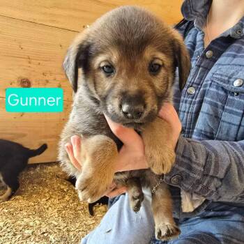 Shepherd Dogs Available for Adoption in Woodstock, Ontario - Gunner | PetCurious