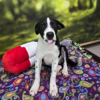 Sherbert -  Mixed Breed Dog for Adoption in Walker, Michigan - Sherbert | PetCurious