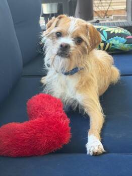 Salazar -  Border Terrier Dog for Adoption in Las Vegas, Nevada - Salazar | PetCurious