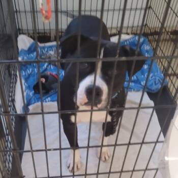 Rescue Pit Bull Terrier Dogs for Adoption in East St. Louis, Illinois - Monterey Jack | PetCurious