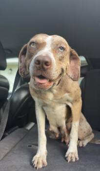 Bowie -  Catahoula Leopard Dog Dog for Adoption in Lorida, Florida - Bowie | PetCurious