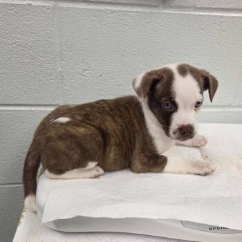 Mercedes -  Mixed Breed Dog for Adoption in Chattanooga, Tennessee - Mercedes | PetCurious