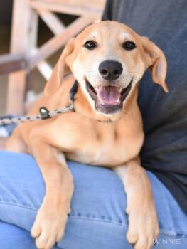 Rescue Shepherd and Labrador Retriever Dogs for Adoption in Conroe, Texas - Buddy (DF Litter) | PetCurious