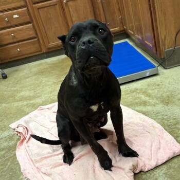 Nobie - 030602U -  Pit Bull Terrier Dog for Adoption in Tupelo, Mississippi - Nobie - 030602U | PetCurious