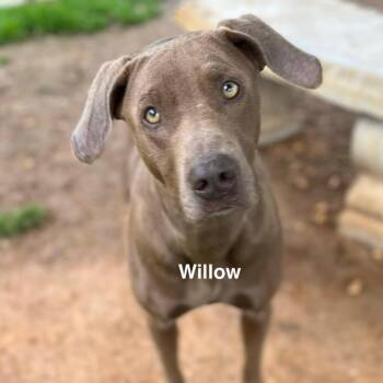 Mixed Breed Dogs Available for Adoption - Willow | PetCurious