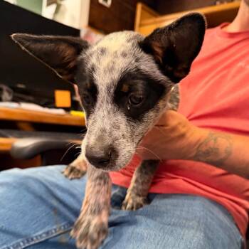 Australian Cattle Dog Blue Heeler Dogs Available for Adoption in Evensville, Tennessee - Scout | PetCurious