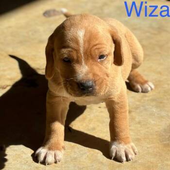 Wizard -  Retriever Dog for Adoption in Huntsville, Alabama - Wizard | PetCurious