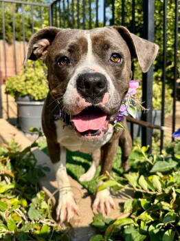 Rescue Pit Bull Terrier and Boxer Dogs for Adoption in Redlands, California - Tatum | PetCurious