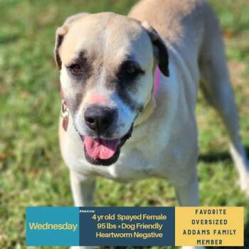 WEDNESDAY -  Mixed Breed Dog for Adoption in Holbrook, New York - WEDNESDAY | PetCurious