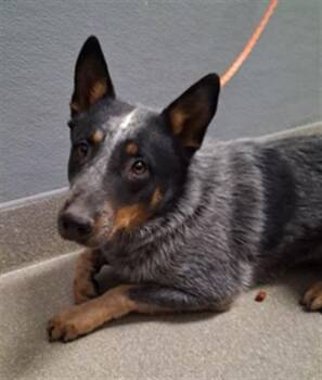 Australian Cattle Dog Blue Heeler Dogs Available for Adoption in Las Vegas, Nevada - YOGI BEAR | PetCurious