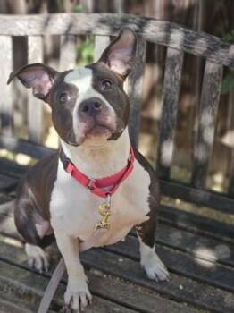 Circe -  Pit Bull Terrier and Mixed Breed Dog for Adoption - Circe | PetCurious