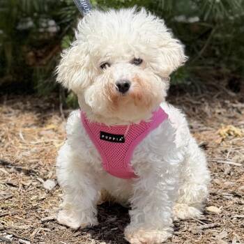 Polar Bear -  Bichon Frise Dog for Adoption in East Hampton, New York - Polar Bear | PetCurious