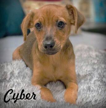 Cyber -  Terrier and Chihuahua Dog for Adoption in Anaheim, California - Cyber | PetCurious