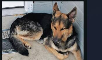 Rescue German Shepherd Dog Dogs for Adoption in San Antonio, Texas - ROSALIA | PetCurious