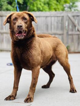AC-4501 "Chloe" -  Chocolate Labrador Retriever Dog Available for Adoption in Conyers, Georgia - AC-4501 "Chloe" | PetCurious