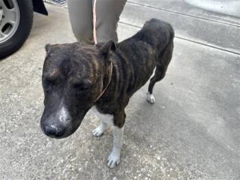 Rescue Pit Bull Terrier and Mixed Breed Dogs for Adoption in Houston, Texas - A645182 | PetCurious