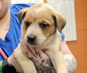 Australian Cattle Dog Blue Heeler and Mixed Breed Dogs Available for Adoption - RACHEL | PetCurious