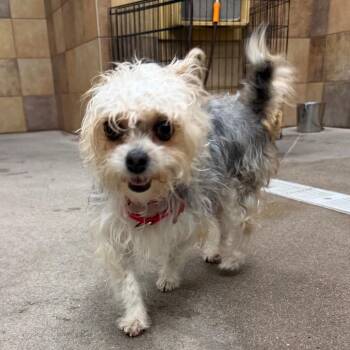 Ale 54602 -  Maltese and Shih Tzu Dog for Adoption in Las Vegas, Nevada - Ale 54602 | PetCurious
