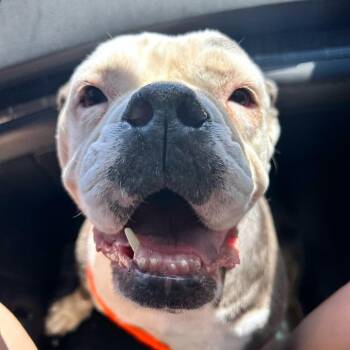 Strawberry Shortcake -  English Bulldog Dog for Adoption in Las Vegas, Nevada - Strawberry Shortcake | PetCurious