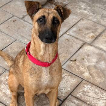 Moon -  Shepherd Dog for Adoption in Escondido, California - Moon | PetCurious