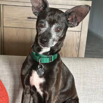Lil Bit -  Chihuahua and Mixed Breed Dog for Adoption in Lewisville, Texas - Lil Bit | PetCurious