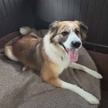 Potato -  Mixed Breed Dog for Adoption in Buffalo, Minnesota - Potato | PetCurious