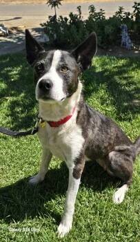 Annie -  Mcnab and Border Collie Dog for Adoption in Tracy, California - Annie | PetCurious