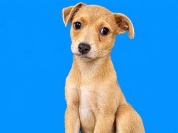 TATE -  Terrier and Mixed Breed Dog for Adoption in Doral, Florida - TATE | PetCurious