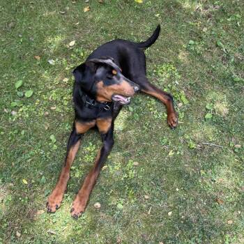 Petra -  Doberman Pinscher and Mixed Breed Dog Available for Adoption in Raleigh, North Carolina - Petra | PetCurious