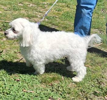 Maltese and Poodle Dogs Available for Adoption in Mcconnelsville, Ohio - Jake | PetCurious