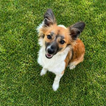 Papillon and Mixed Breed Dogs Available for Adoption in Dysart, Iowa - Skye | PetCurious