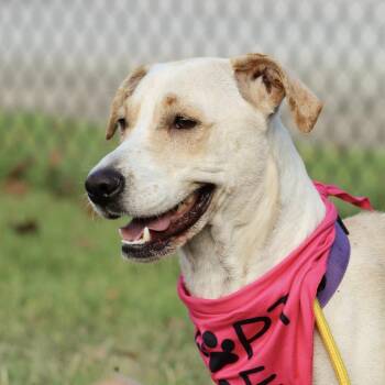 Prada -  Labrador Retriever Dog for Adoption in Columbia, South Carolina - Prada | PetCurious